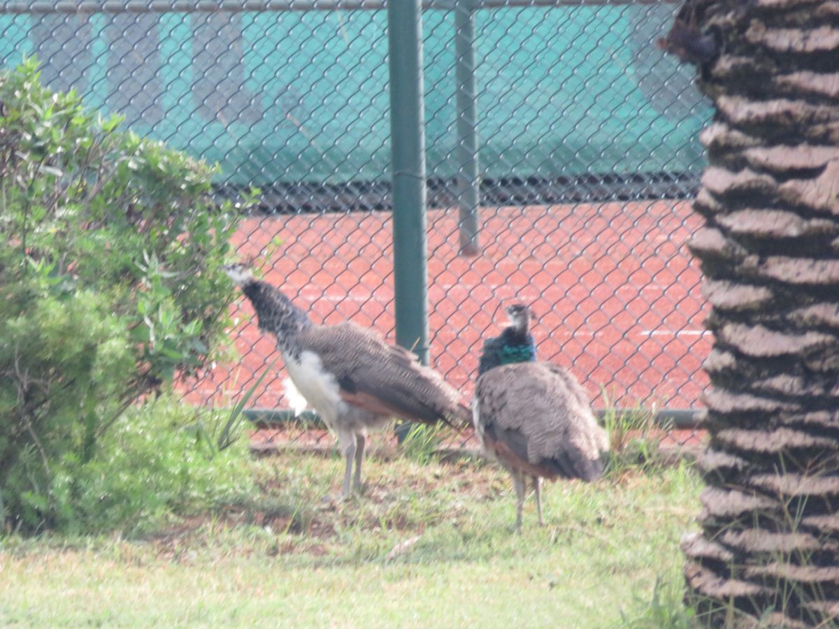 imagini hotel Starlight Resort